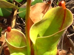 Auyantepuy heliamphora